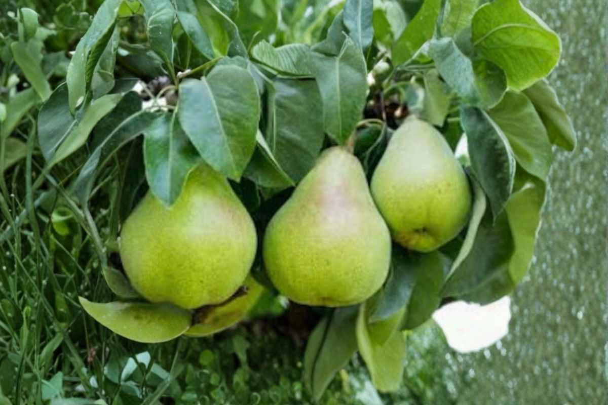Semi-Dwarf Pear Tree Seeds Pack of 5 | Pyrus communis | Edible Garden, Backyard Orchard, Container Planting