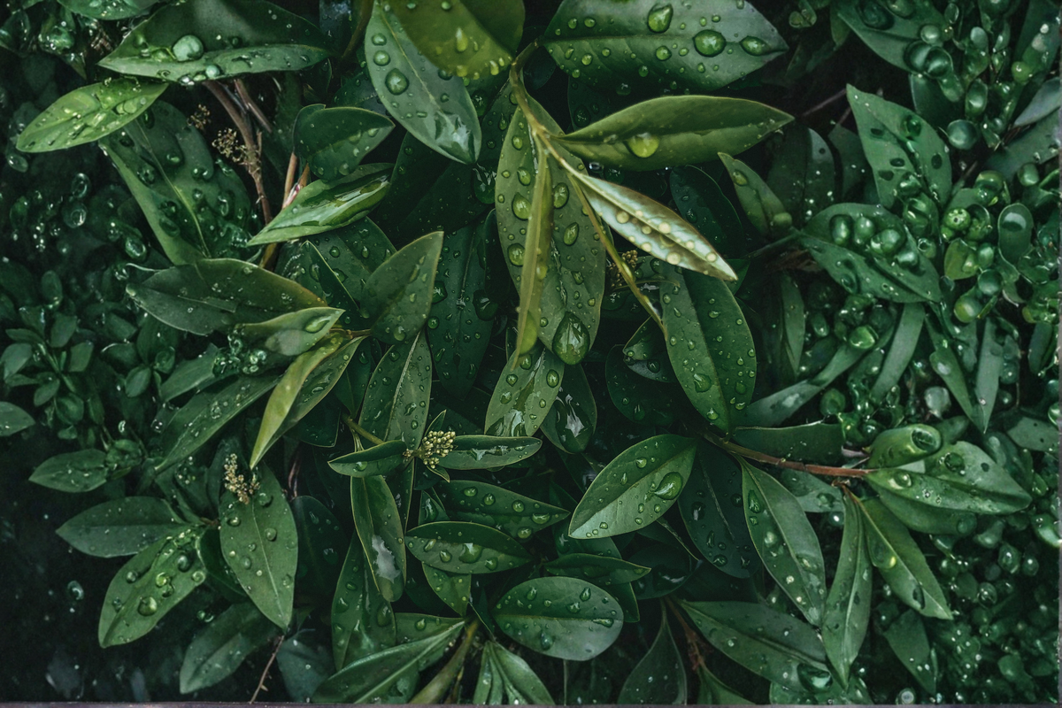 Bay Laurel Live Starter Plant – Laurus nobilis Herb & Evergreen Plant