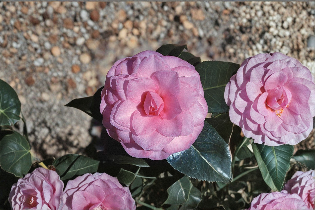 Japanese Camellia ‘Pink Parade’ 3 Gallon – Evergreen Flowering Shrub with Pink Blooms, Camellia japonica