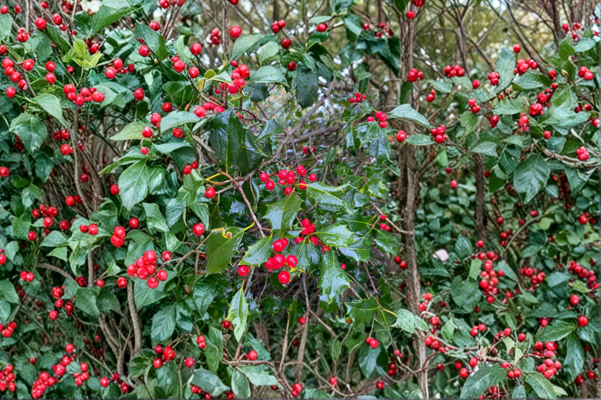 Live Miss Helen American Holly Plant – 12 Inch Female Ilex opaca Evergreen Tree with Red Berries, Landscape, Hedge, Privacy Screen