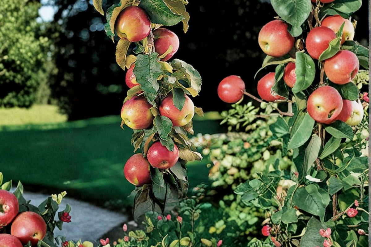 Scarlet Sentinel Columnar Apple Tree Grafted Dwarf Fruit Tree for Small Gardens & Containers
