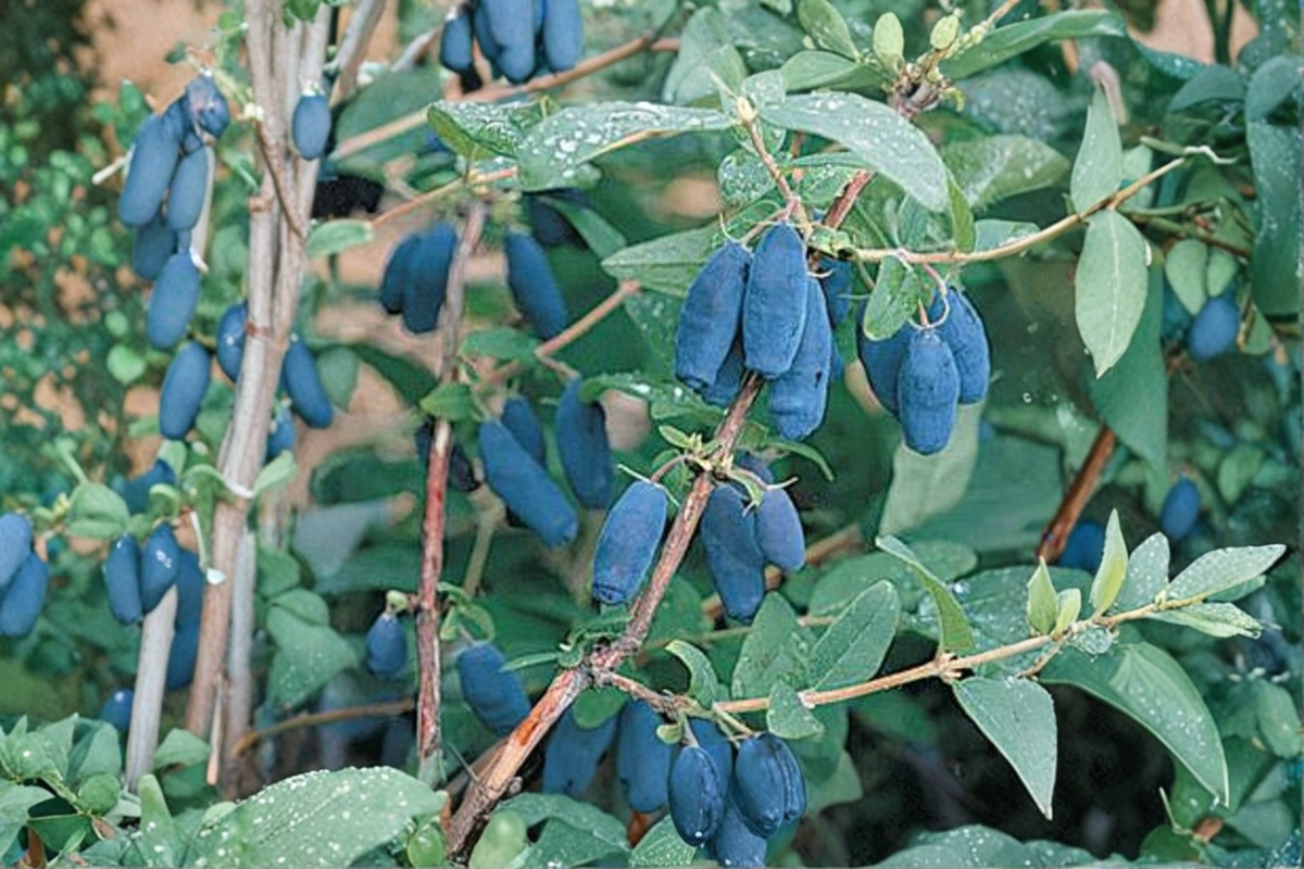 Blue Forest Honeyberry Plant Live 1 Gallon Potted Fruit Bearing Honeyberry Bush Compact Berry Shrub Ready to Grow