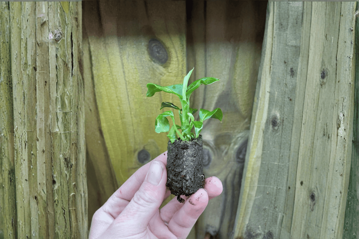 2 Dieffenbachia 'Green Magic' Starter Plants – Bare Root – Dieffenbachia 'Green Magic'