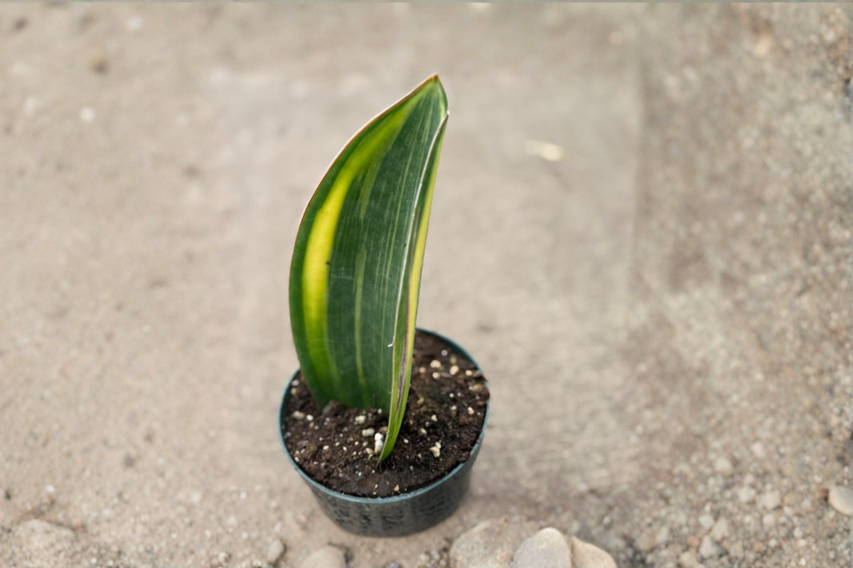 Variegated Whale Fin Snake Plant Live Sansevieria Starter Houseplant Mother In Law Tongue in 4 Inch Pot Decor Gift