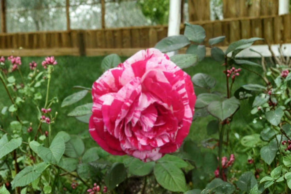 Pink Dragon Rose Seeds – 30 Fragrant Pink Rose Seeds for Ornamental Garden, Bush, Flower Bed, Landscaping, Rosa Hybrid