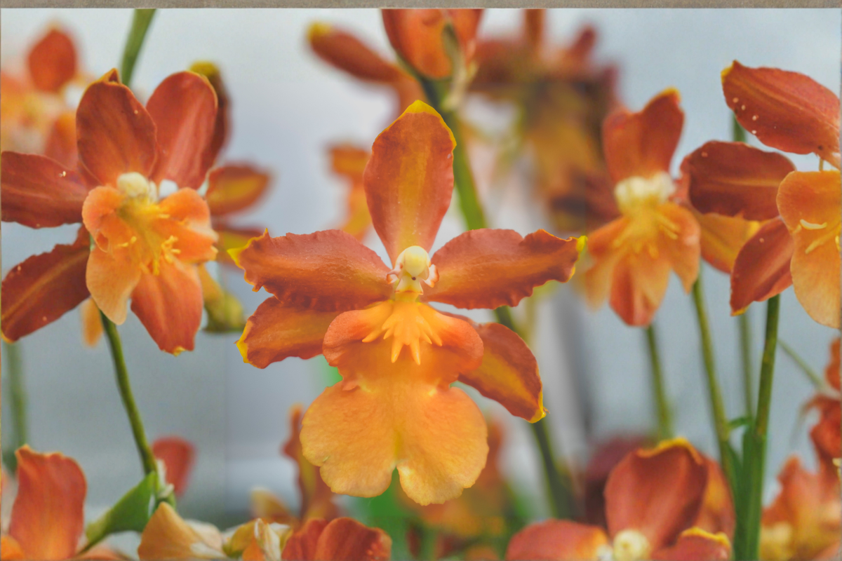 Oncidium Gower Ramsey 'Orange Delight' Live Orchid Plant in 2 Inch Pot
