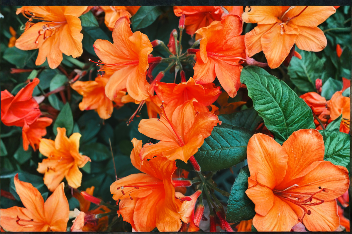 Fireball Deciduous Azalea Starter Plant – Live Rhododendron Azalea