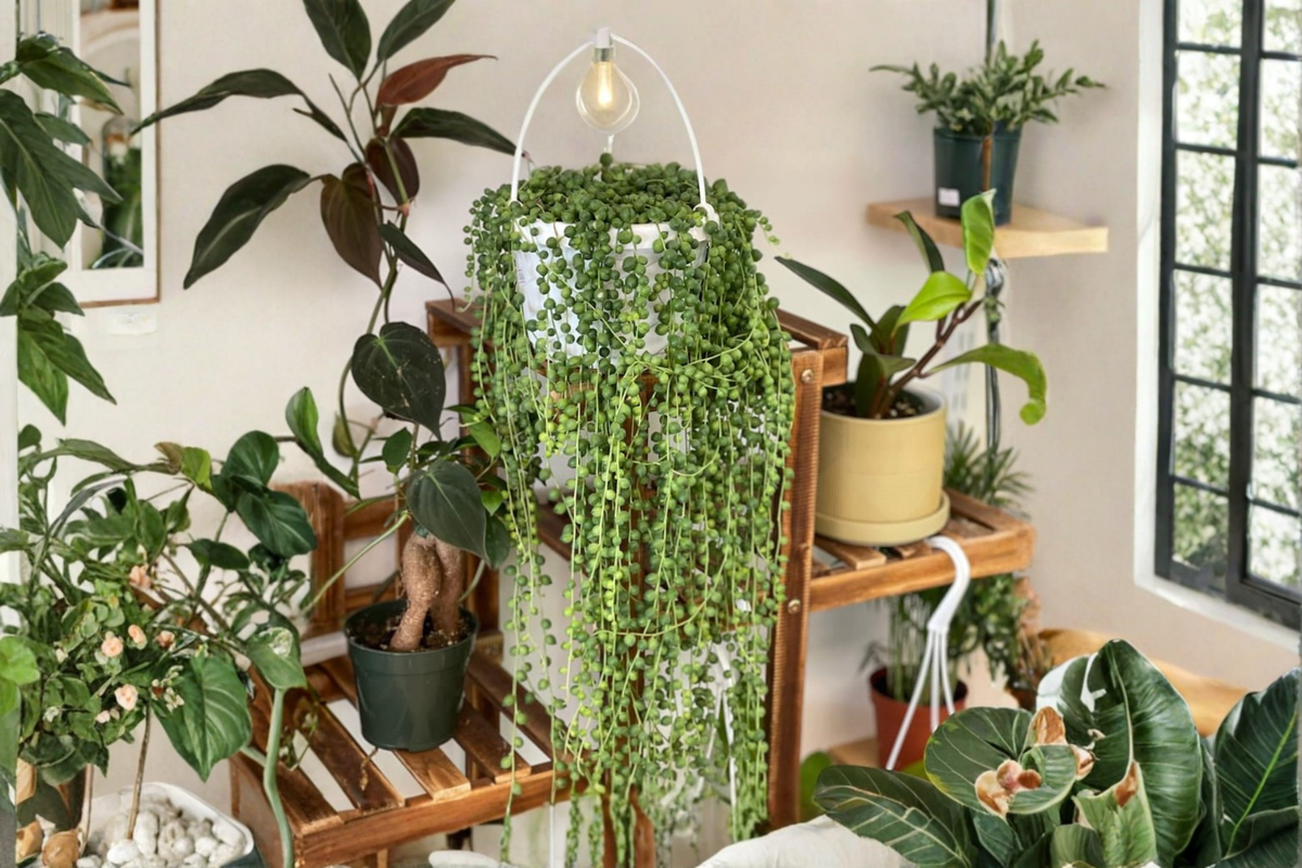 String of Pearls Live Plant 4 Inch Pot Fully Rooted Curio Rowleyanus Trailing Succulent Extra Long Hanging Houseplant
