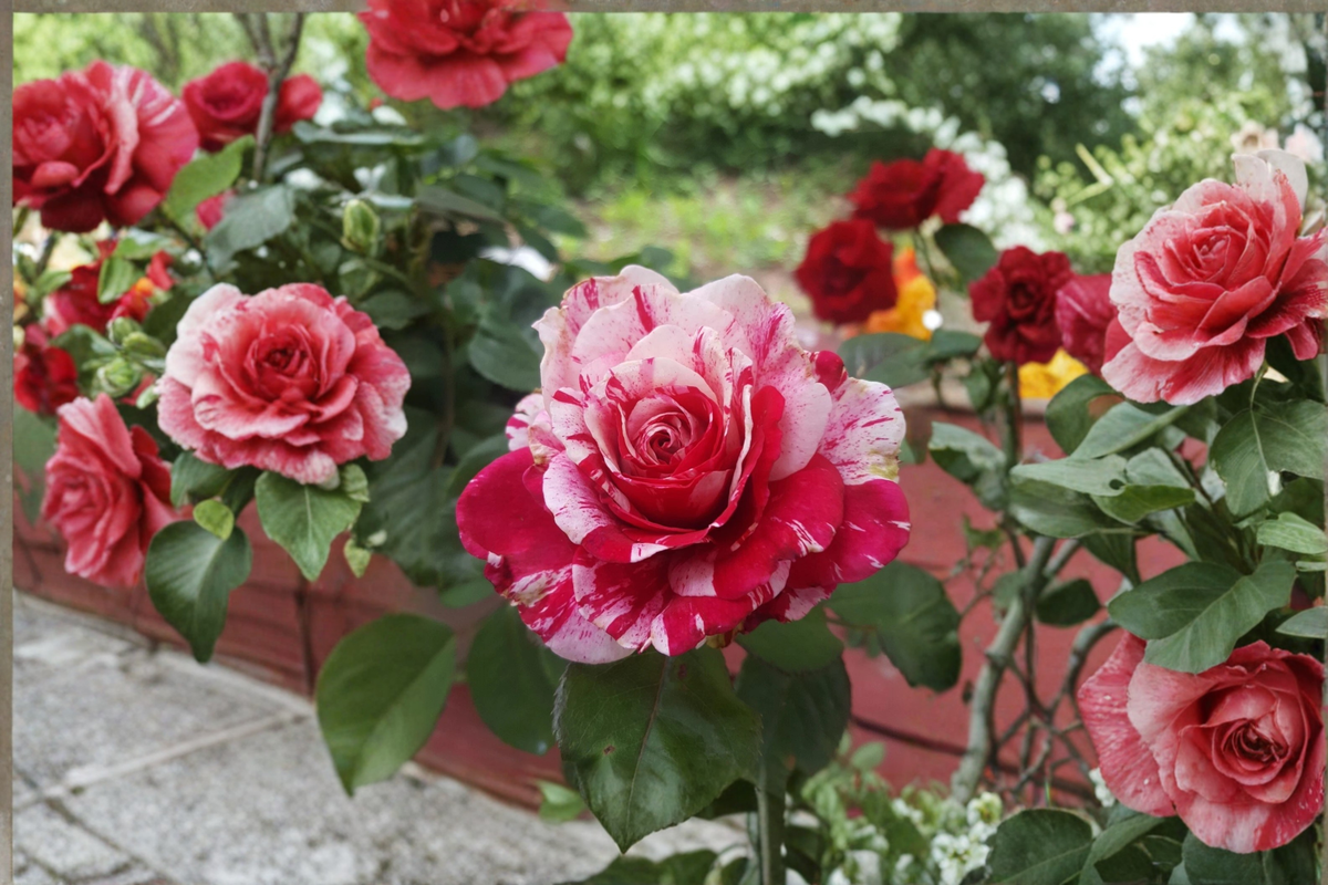 Scentimental Floribunda Rose Live Plant 1 Gallon – Red and White Striped Rose Bush for Garden, Landscape, Outdoor Flower Plant