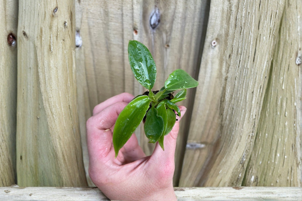 Philodendron Squamiferum 2 Live Starter Plants – Philodendron squamiferum