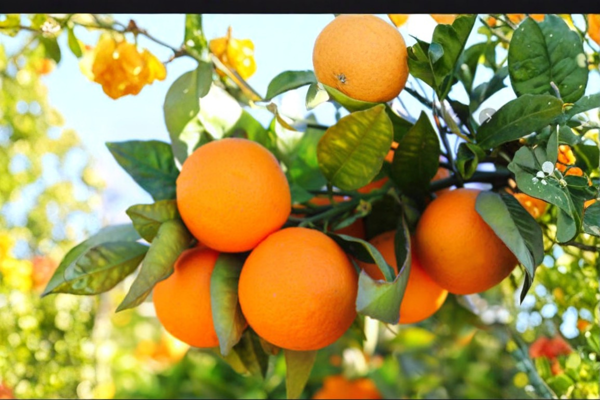 Dwarf Orange Tree Seeds, Citrus sinensis, Compact Fruit Plant for Indoor & Outdoor Gardening, 5 Seeds Pack