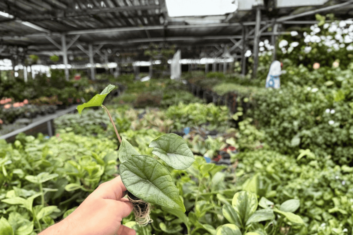 Alocasia Platinum ‘Bisma’ 2 Exact Starter Live Plants – Plug – Alocasia ‘Bisma’