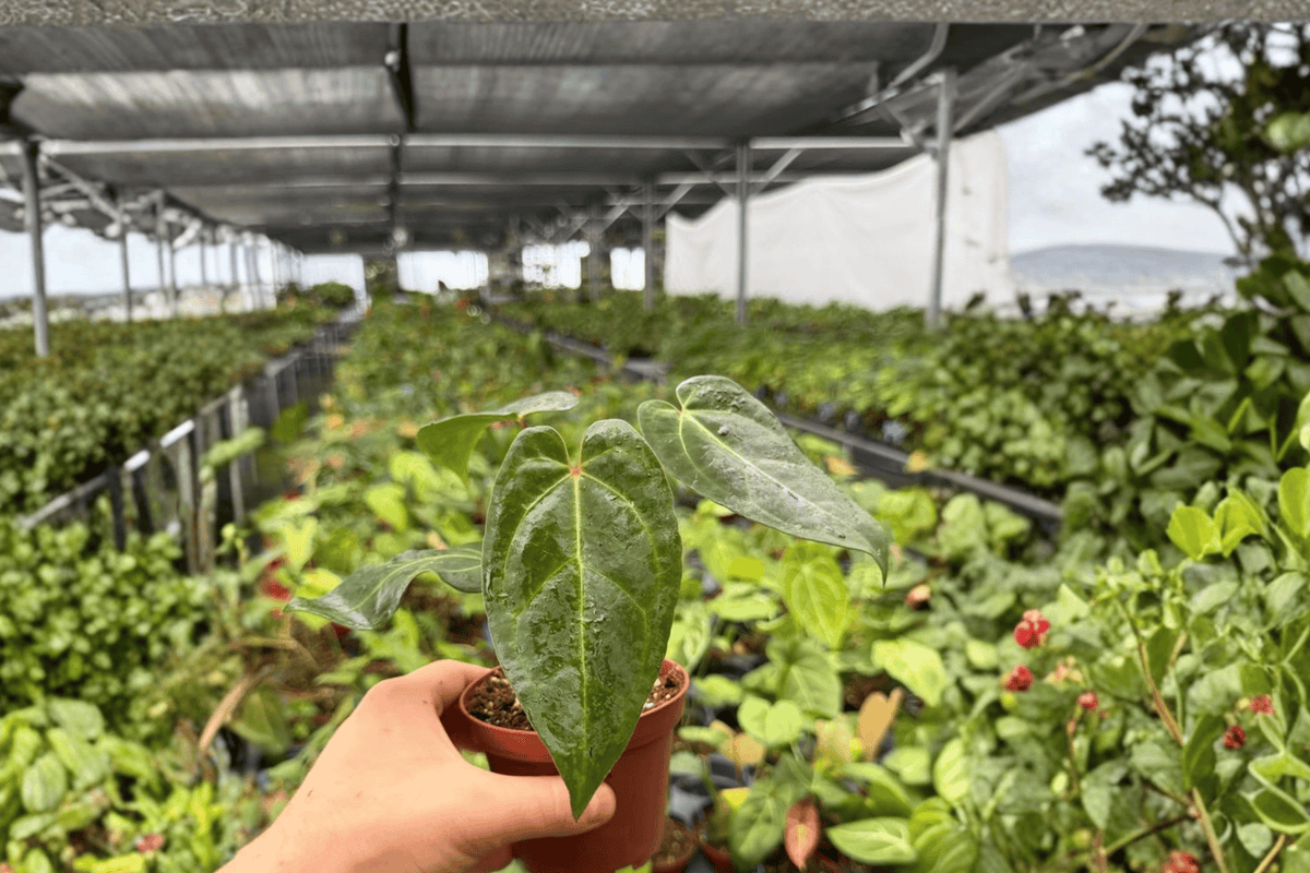 Anthurium Red Stem × Chamberlainii 2 Exact Live Plants – Anthurium Hybrid 4” Size Bare Root