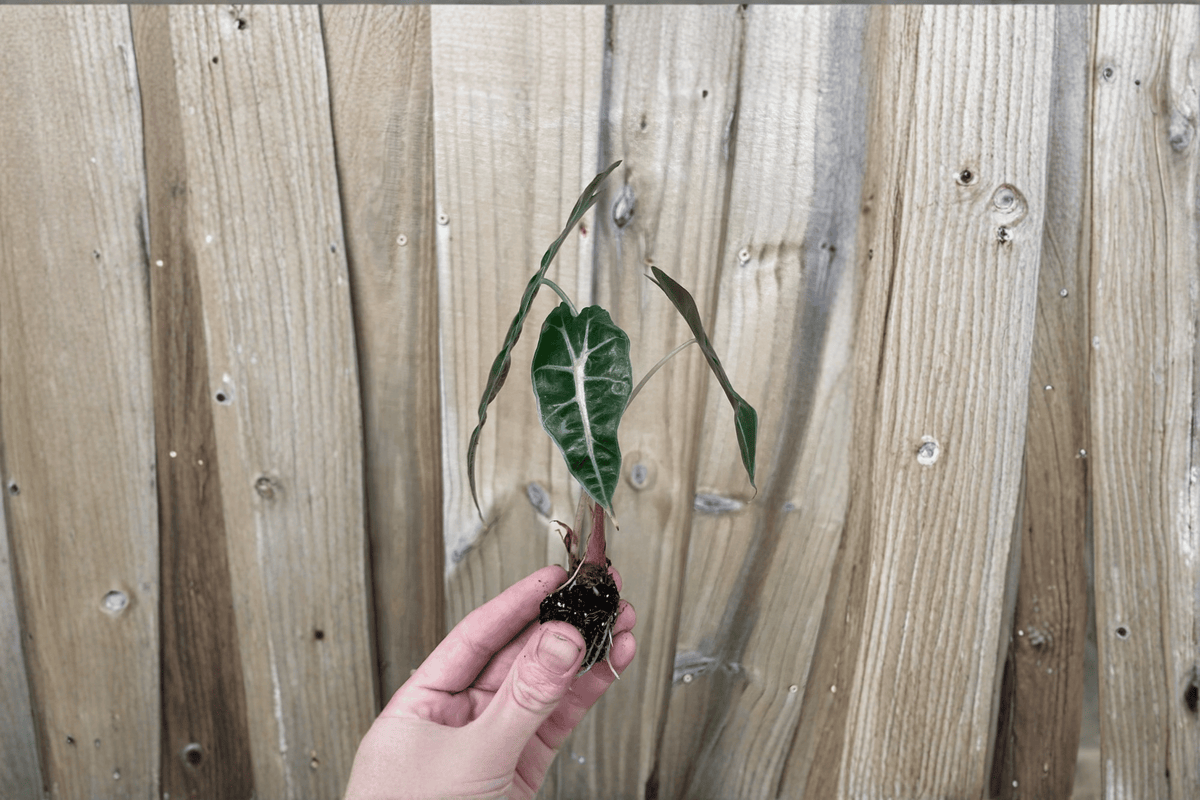 2 Alocasia Amazonica Dwarf Starter Plants Bare Root – Alocasia × amazonica 'Dwarf'