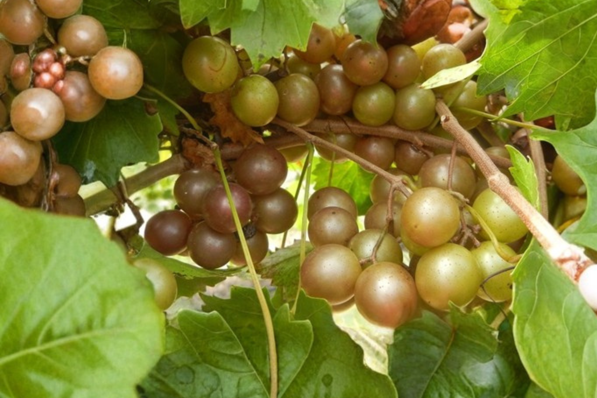 Bronze Higgins Muscadine Grape Vine Live Plant 2 Gallon, Sweet Fruit Vine for Garden Vineyard, Outdoor Climbing Vine