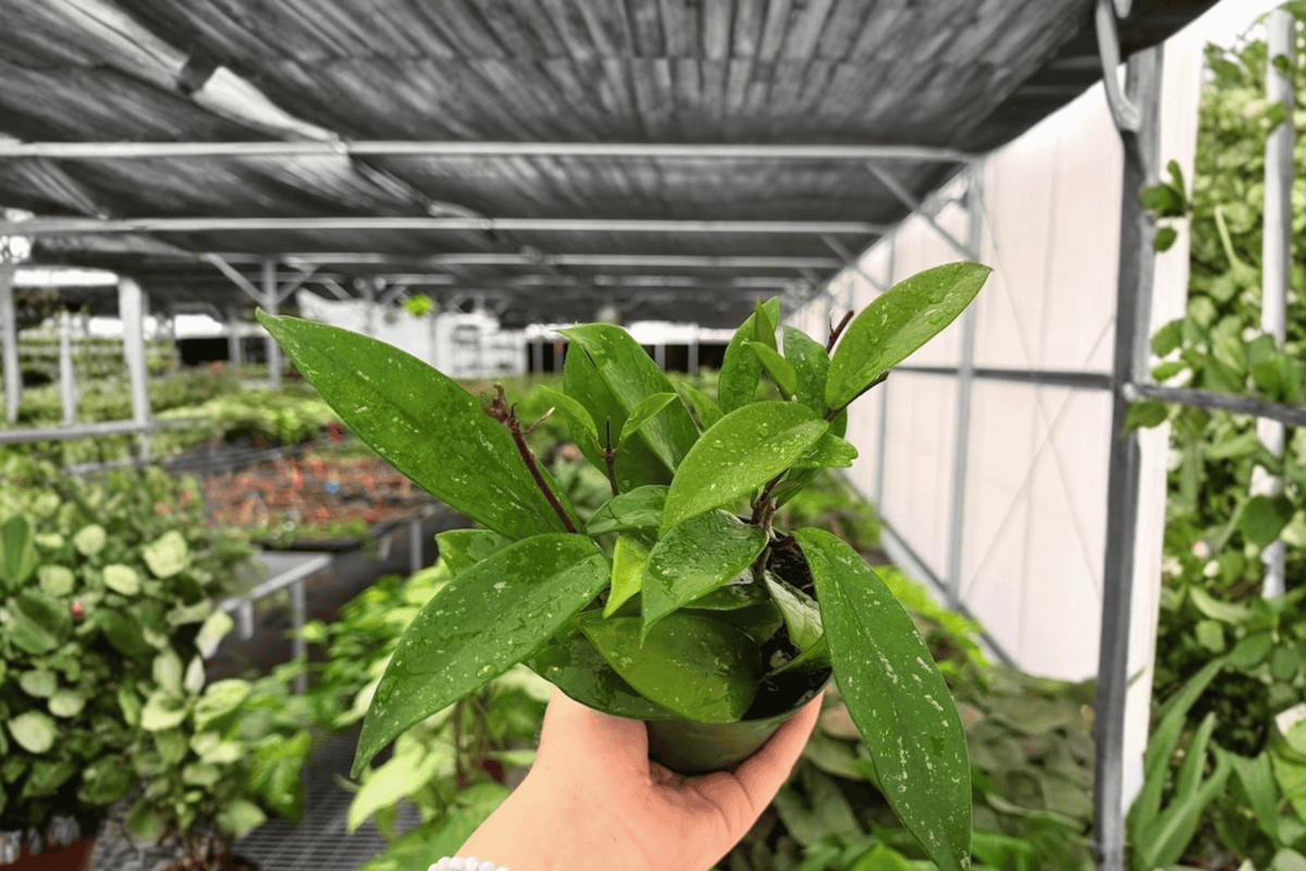 Hoya Pubicalyx Splash 2 Exact Live Plants – Hoya pubicalyx 4” Size Bare Root