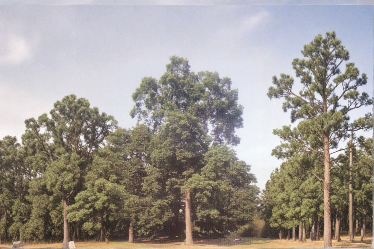 Wichita Pecan Tree Live Plant 3–4 Ft Nut Tree, Papershell Pecan for Garden Orchard Shade Tree