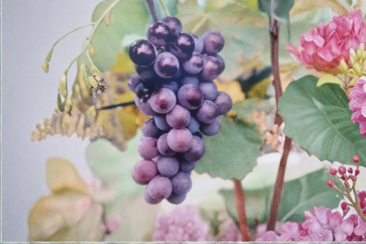Champanel Grape Vine Live Plant 1 Gal, Dark Purple Grapes, Climbing Fruit Vine, Vitis spp., Outdoor Garden, Vineyard Plant