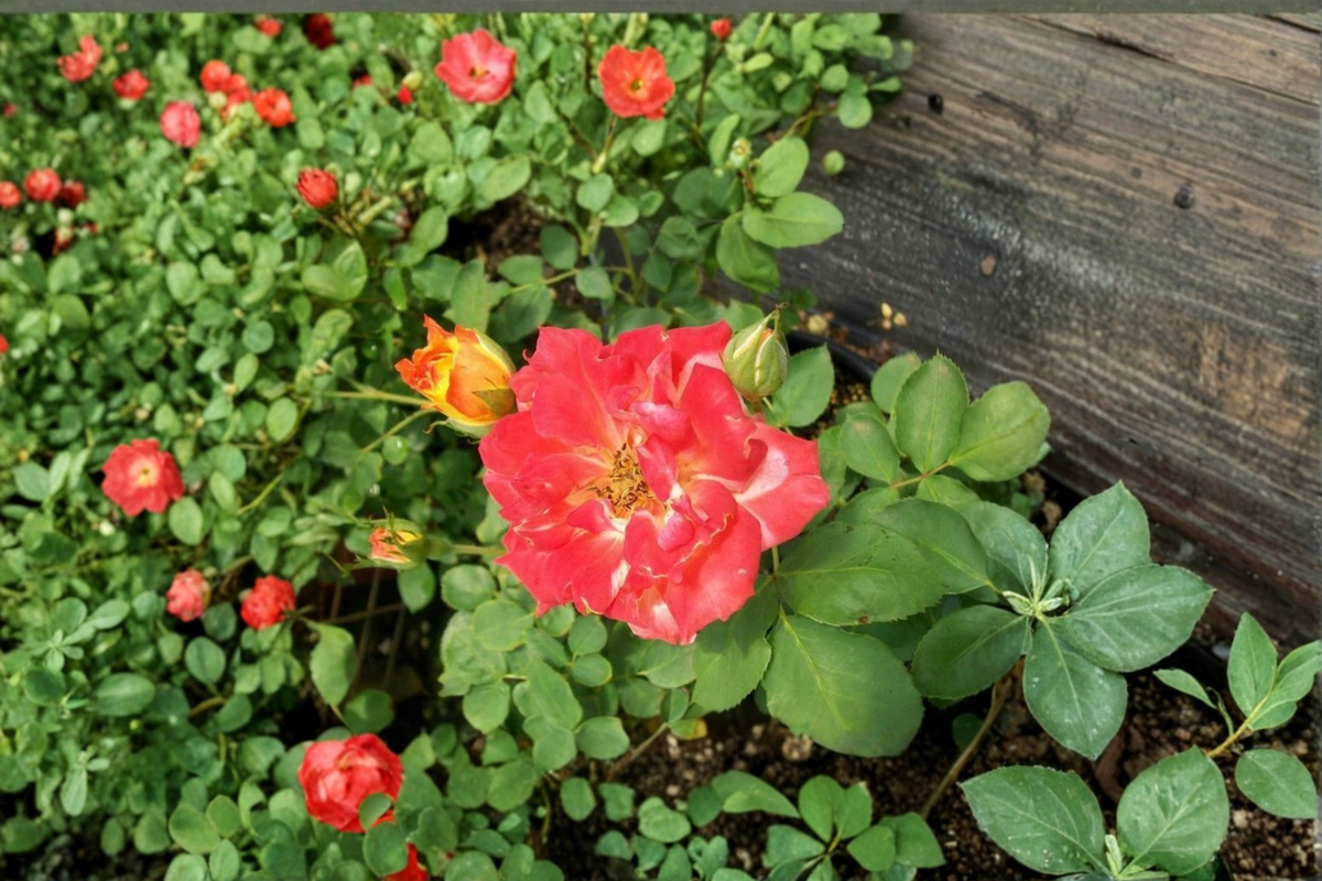 Piñata Rose Live Plant 5 Gal Yellow Orange Flowering Shrub for Garden, Landscape, Outdoor Landscaping Rosa Hybrid