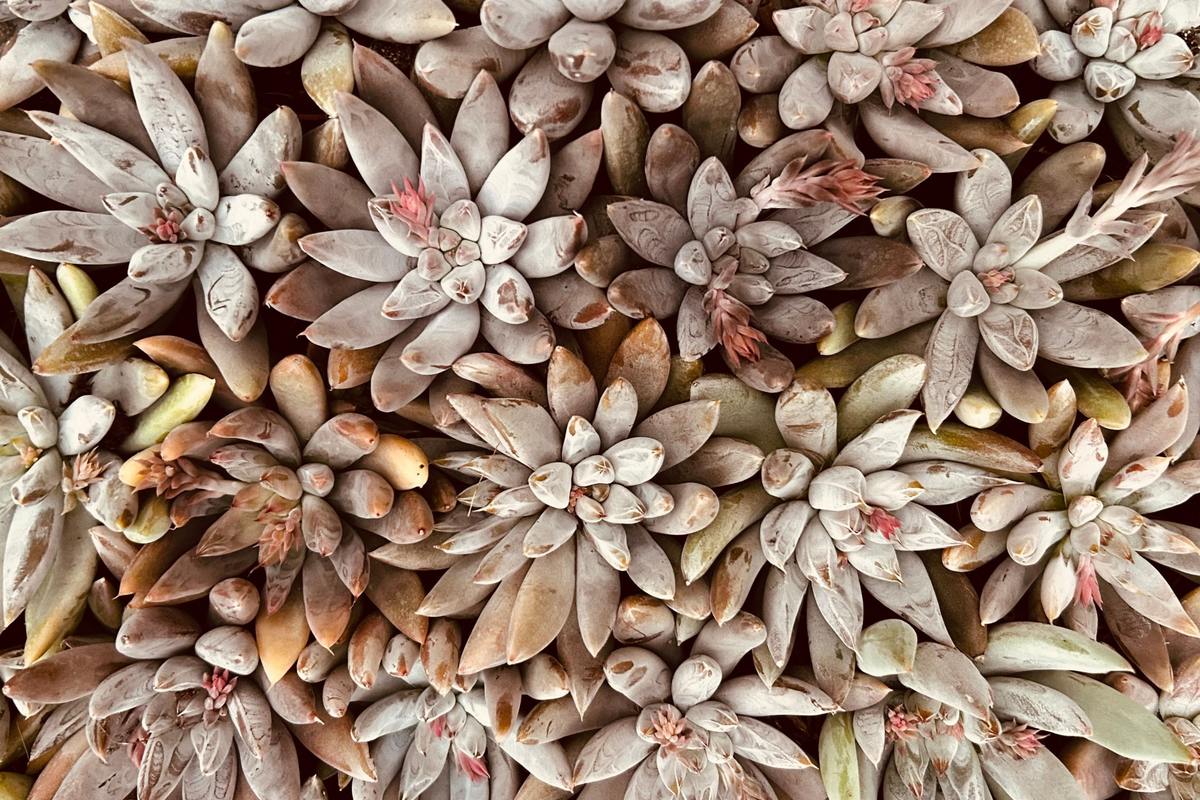 Crested Ghost Graptopetalum Live Cutting – Rare Crested Succulent Plant