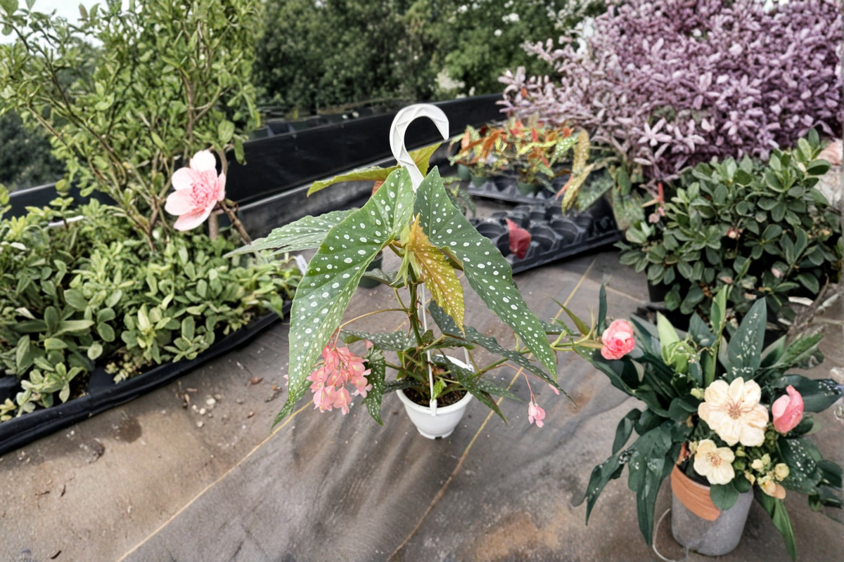 Begonia White Ice Live Plant, Angel Wing Begonia, Hanging Houseplant, Rooted 4.5 Inch Pot, Indoor Tropical Decor, Gift