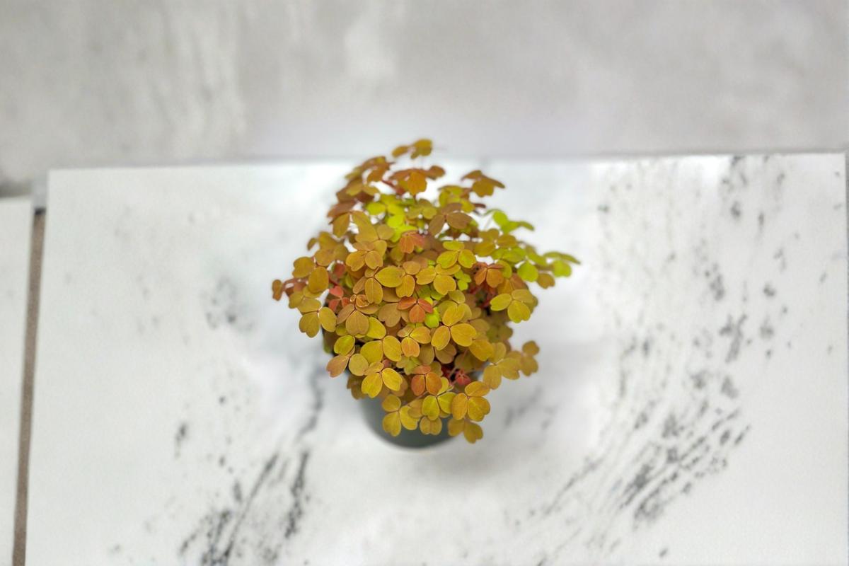 Oxalis Triangularis Live Plant Purple Shamrock Indoor Houseplant Rooted 4 Inch Pot Decor Gift