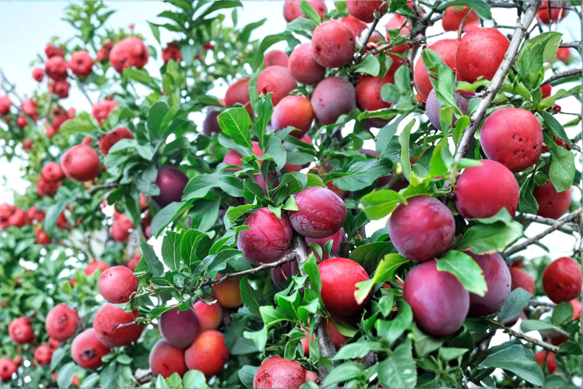 Live AU Rubrum Plum Tree 4-6 ft, Red Sweet Fruit, Prunus salicina, Edible Landscape, Backyard Orchard, Fruit Tree