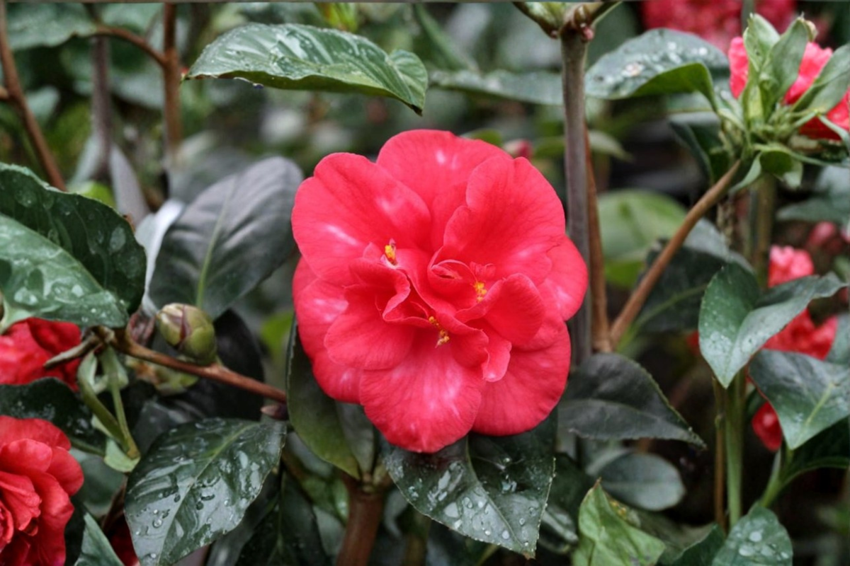 Japanese Camellia ‘Nagasaki’ 3 Gallon Live Evergreen Shrub with Red Flowers, Camellia japonica