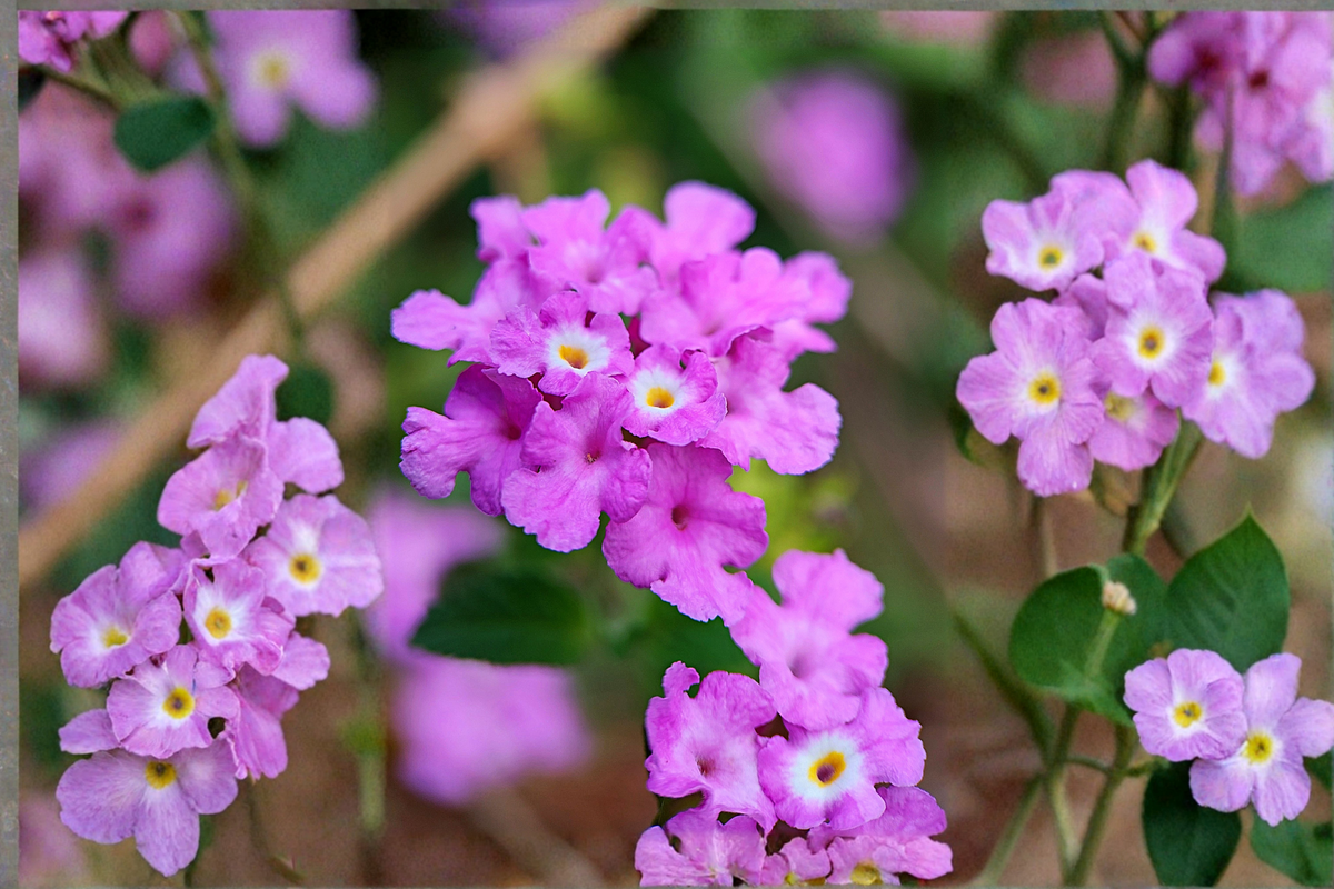 Trailing Lavender Lantana 2 Live Plants 4–6 Inches Tall – Lantana montevidensis
