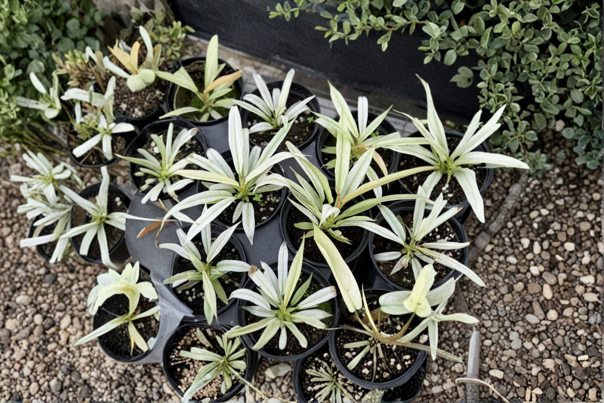 Rare Variegated Philodendron Ring of Fire Mint Live Plant in 3-4 Inch Pot, Tropical Houseplant, Indoor Foliage, Collector Gift
