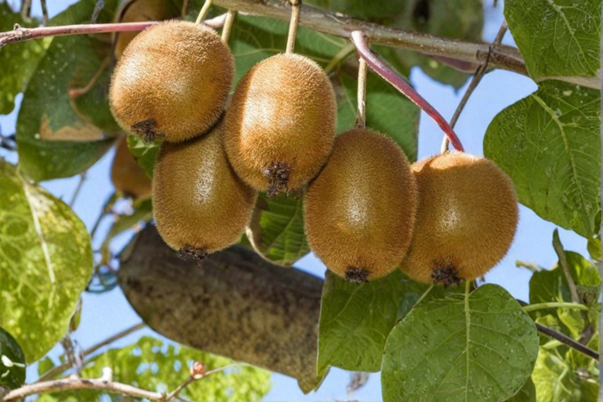 Saanichton Kiwi Plant Bundle Female and Male Fuzzy Kiwi Vines Large 1 Gallon Potted Plants Ready to Grow