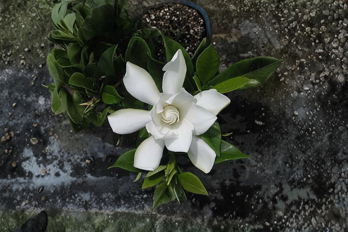 Frost Proof Gardenia Rooted Starter Plant – Gardenia jasminoides Evergreen Shrub