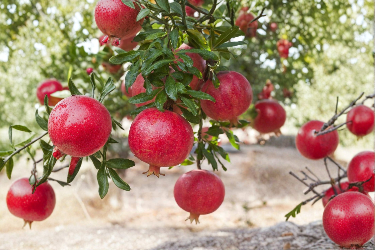 Pomegranate Tree Live Plant 3-4ft Air Layered Fruit Tree Punica granatum for Backyard Garden