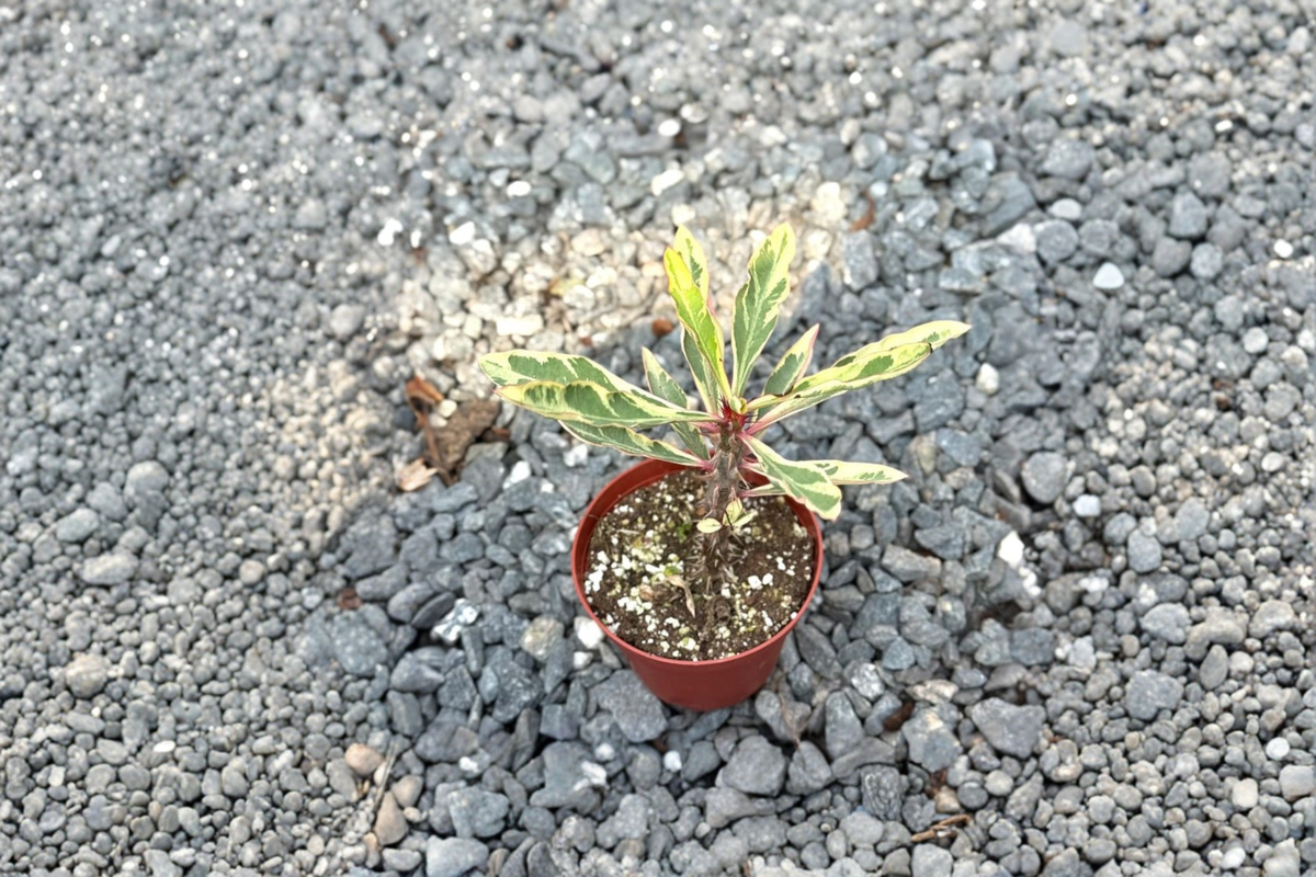 Variegated Crown of Thorns Live Plant Euphorbia Milii Succulent Cactus 3 Inch Pot Indoor Houseplant Gift