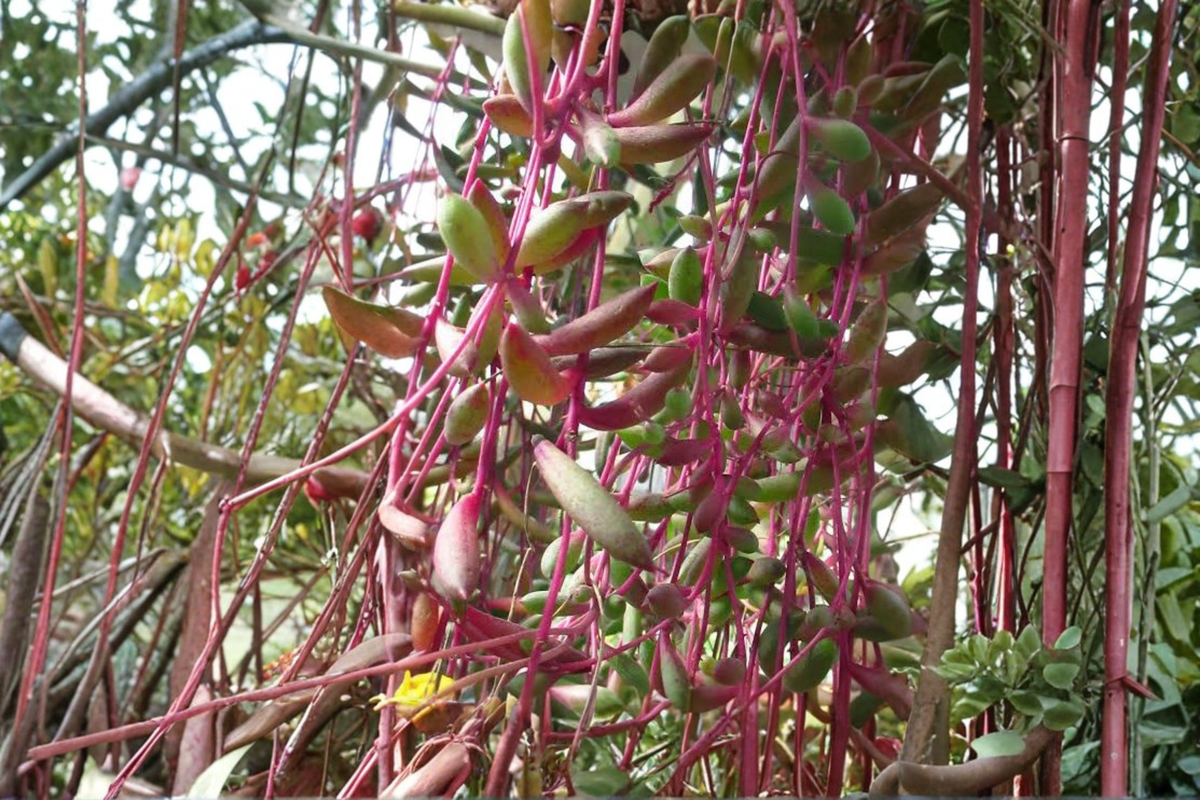 Ruby Necklace Succulent Live Plant - Othonna capensis in 4 Inch Pot
