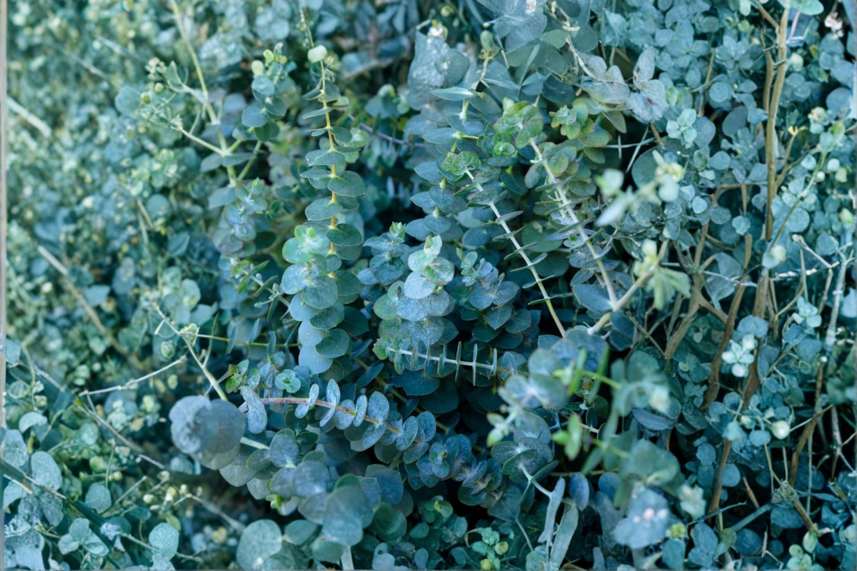 Fresh Eucalyptus Shower Bundle - 4 Stems, Greenery, Floral Arrangement, Eucalyptus spp.