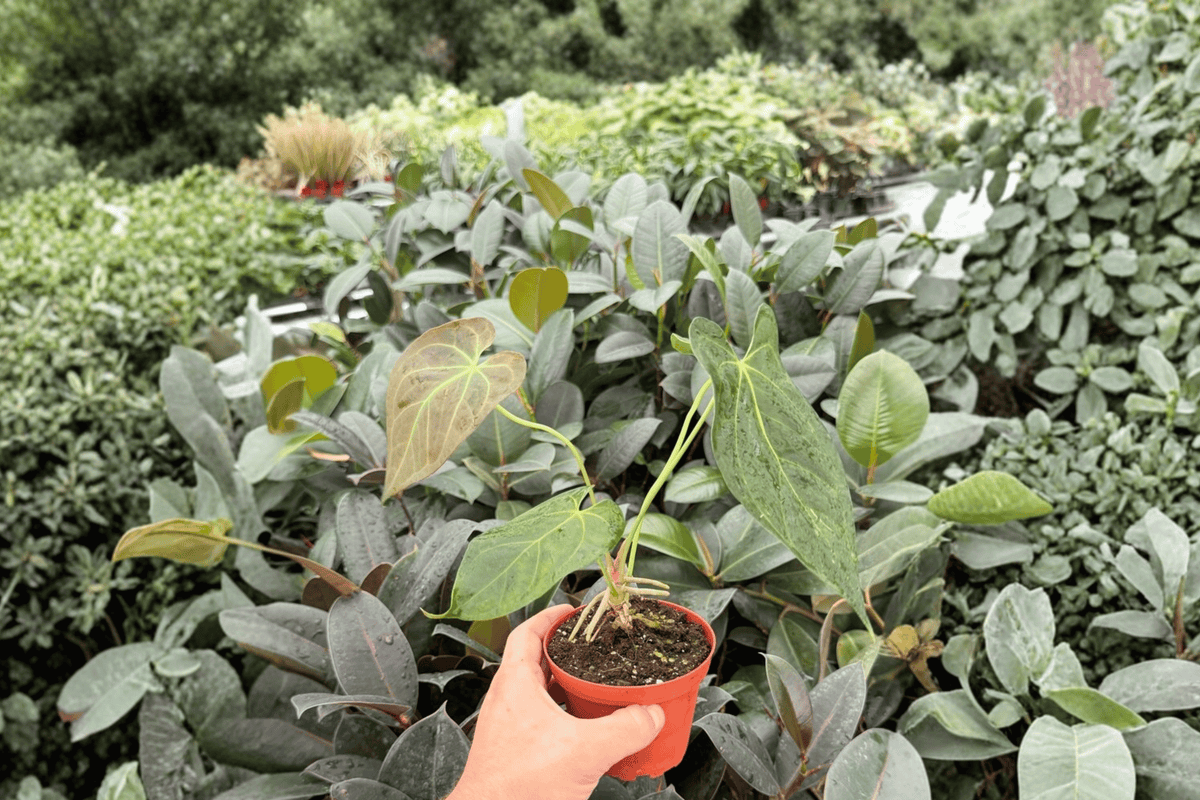 Anthurium Red Stem × Norte 2 Exact Live Plants – Anthurium Hybrid 4” Size Bare Root
