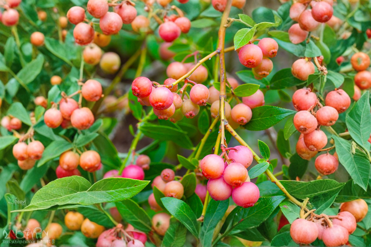 Pink Lemonade Blueberry Seeds – Dwarf Berry Fruit Plant for Indoor & Outdoor Container Gardening, Vaccinium hybrid