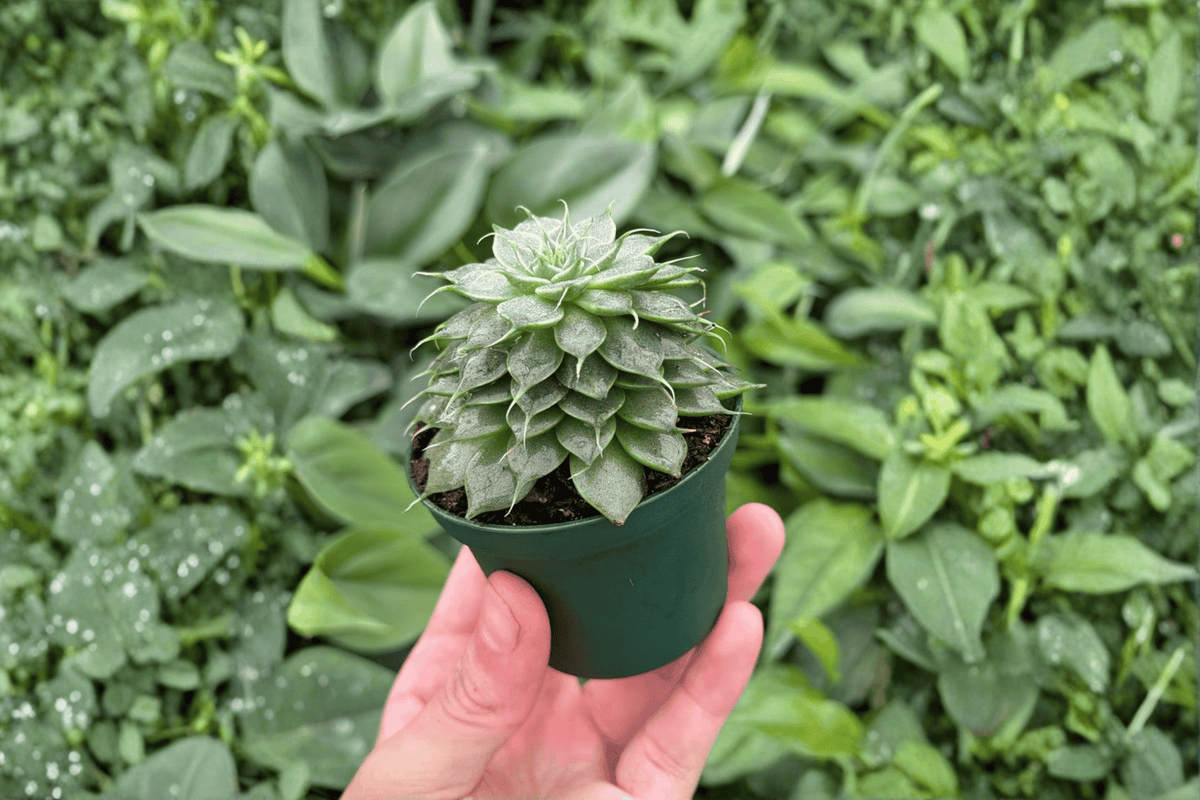 Echeveria Silver Star 2 Starter Plants – 2” Cultivation Size Bare Root