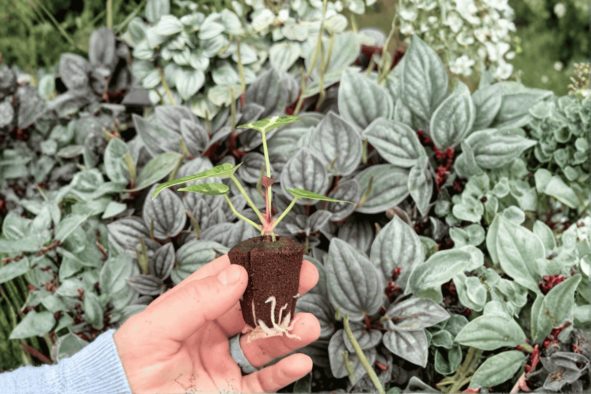 Anthurium Magnificum × Silver Blush – 2 Exact Live Starter Plants, 2-Inch Size – Anthurium Hybrid