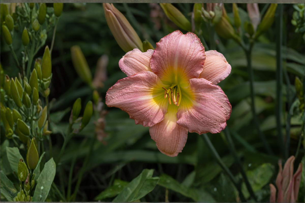 Prague Spring Daylily Live Plant – Pinched Petals – Hemerocallis Cultivar