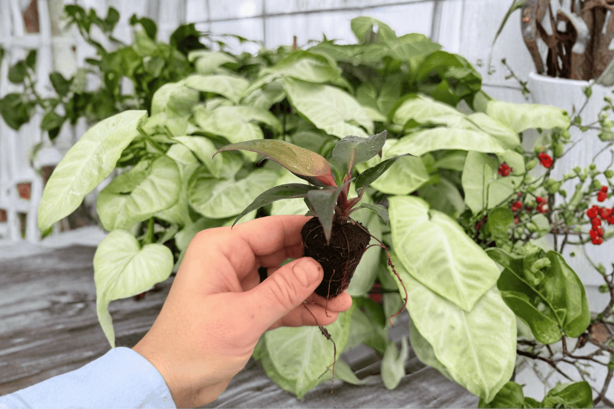 Philodendron Red Heart 2 Exact Live Plants – Philodendron ‘Red Heart’ Specific 4” Size Bare Root