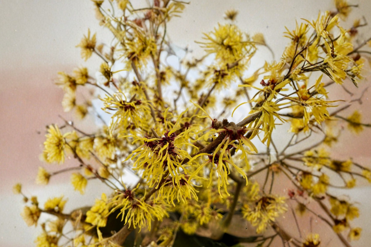 Witch Hazel ‘Swallow Hayes’ Live Plant – 12-Inch Bare Root Yellow Winter Bloom Shrub – Hamamelis x intermedia