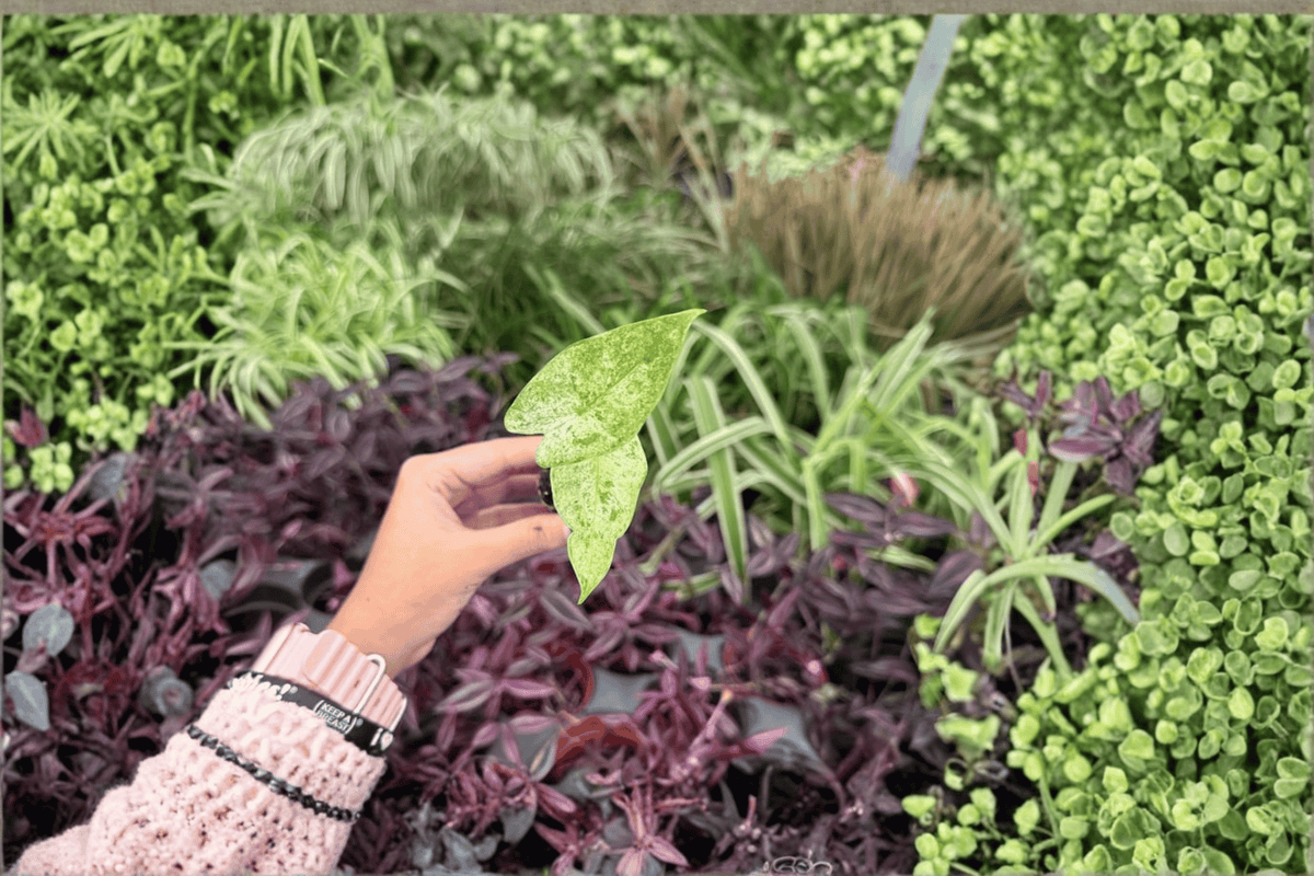 Alocasia Snow Odora Batik Variegated 2 Exact Live Starter Plants – Alocasia odora ‘Batik’