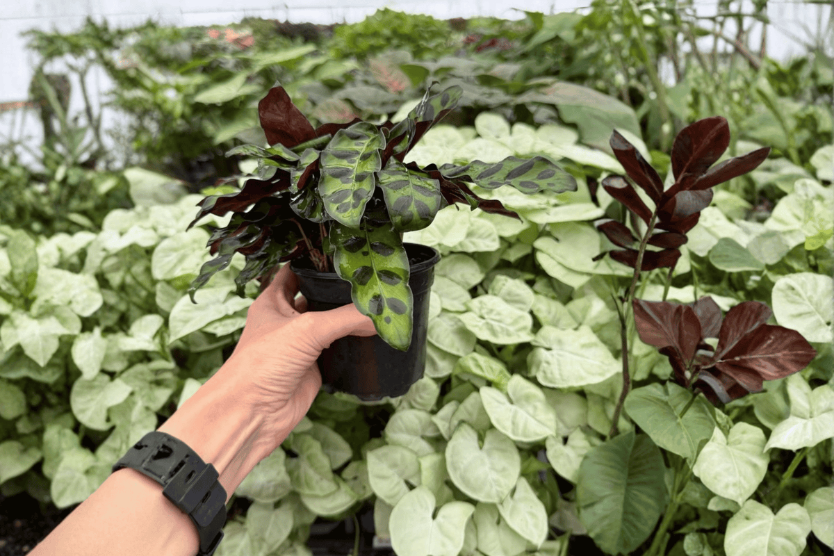 Rattlesnake Calathea 2 Exact Live Plants – 4-Inch Pots – Goeppertia insignis