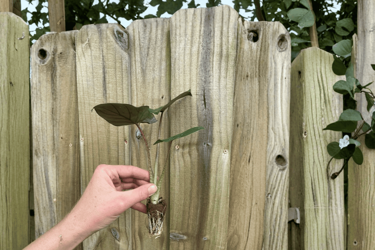 2 Alocasia 'Metalhead' (Portora × Lauterbachiana) Starter Plants – Live Hybrid Alocasia