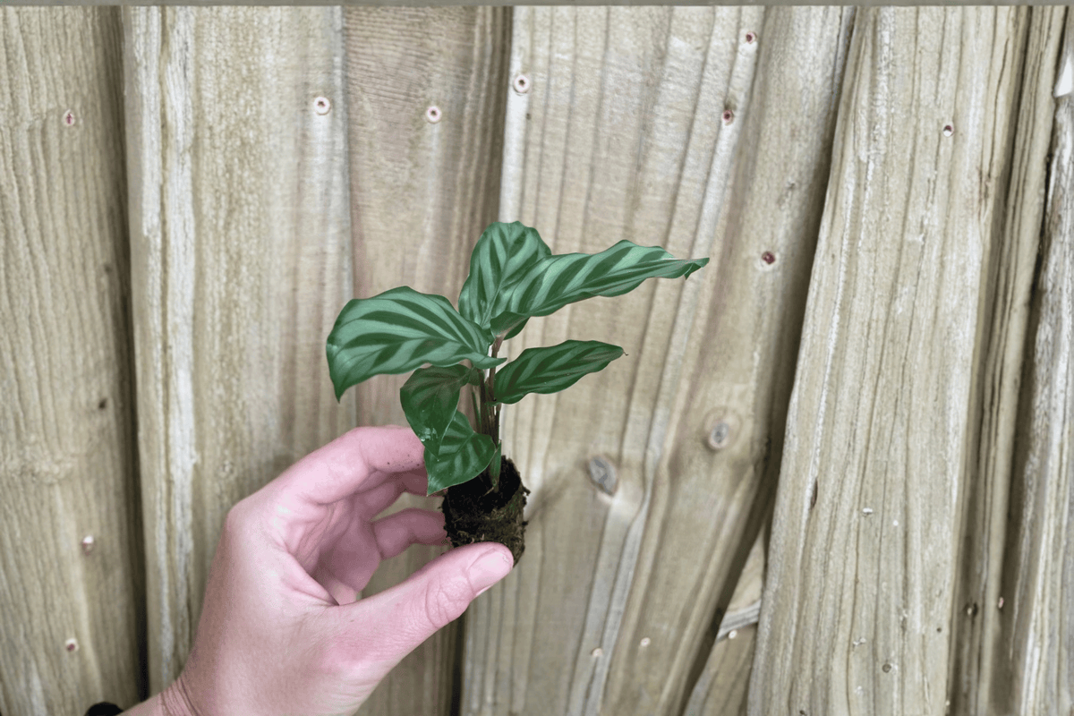 Calathea Freddie 2 Live Starter Plants – Goeppertia concinna
