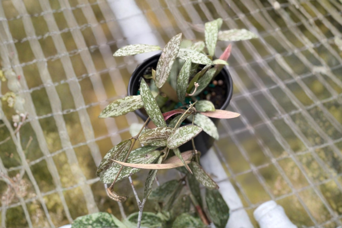 Hoya Sigillatis Live Plant, 4 Inch Trailing Houseplant with Silver Speckled Foliage, Indoor Tropical Garden, Rare Hoya Houseplant
