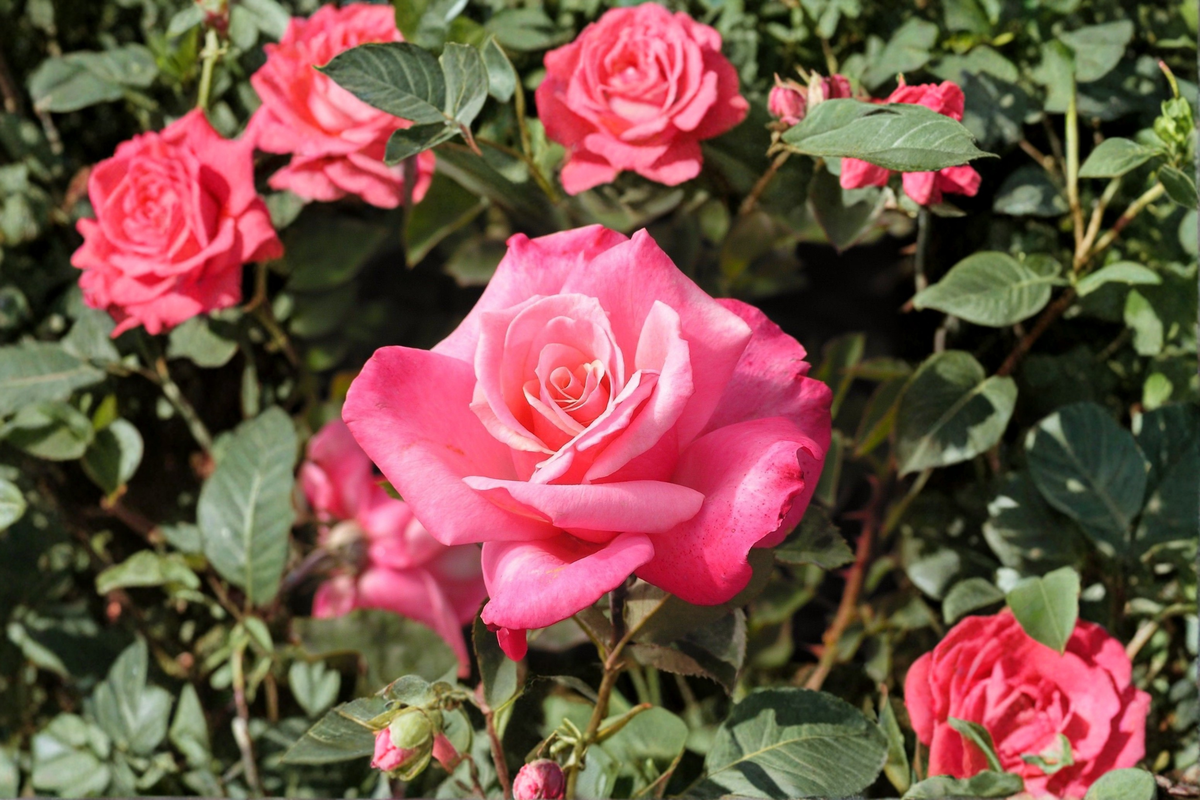 Grace Kelly Grandiflora Rose Live Plant 2 Gal Cream Pink Blooming Shrub, Everblooming Flowering Rose Bush for Garden Outdoor