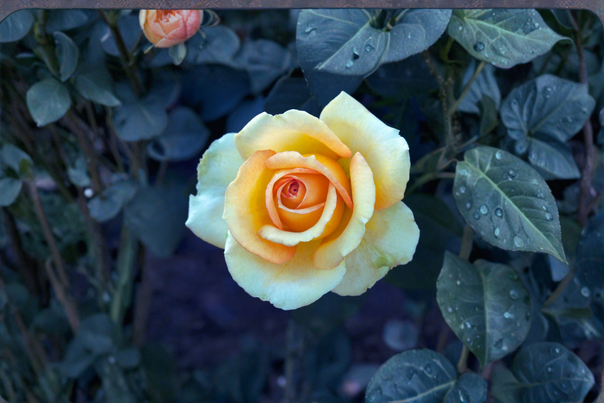 Gold Medal Rose Bush 3 Gal Live Plant – Yellow Orange Grandiflora Rose Shrub for Garden, Landscape, Outdoor Plant